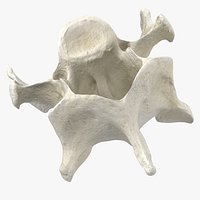 Domestic Cat Cervical Vertebrae C5