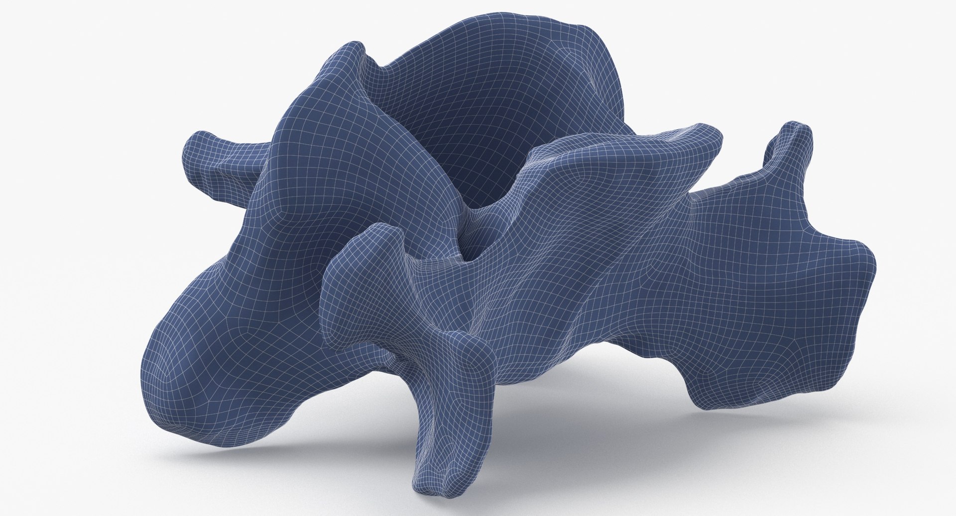 Domestic Cat Cervical Vertebrae C5 3D https://p.turbosquid.com/ts-thumb/gq/T4xXhj/na/domestic_cat_cervical_vertebrae_c5_wireframe_0005/jpg/1660291593/1920x1080/fit_q87/2580cf2e492444eda44352e1b502fb7b74fc4870/domestic_cat_cervical_vertebrae_c5_wireframe_0005.jpg