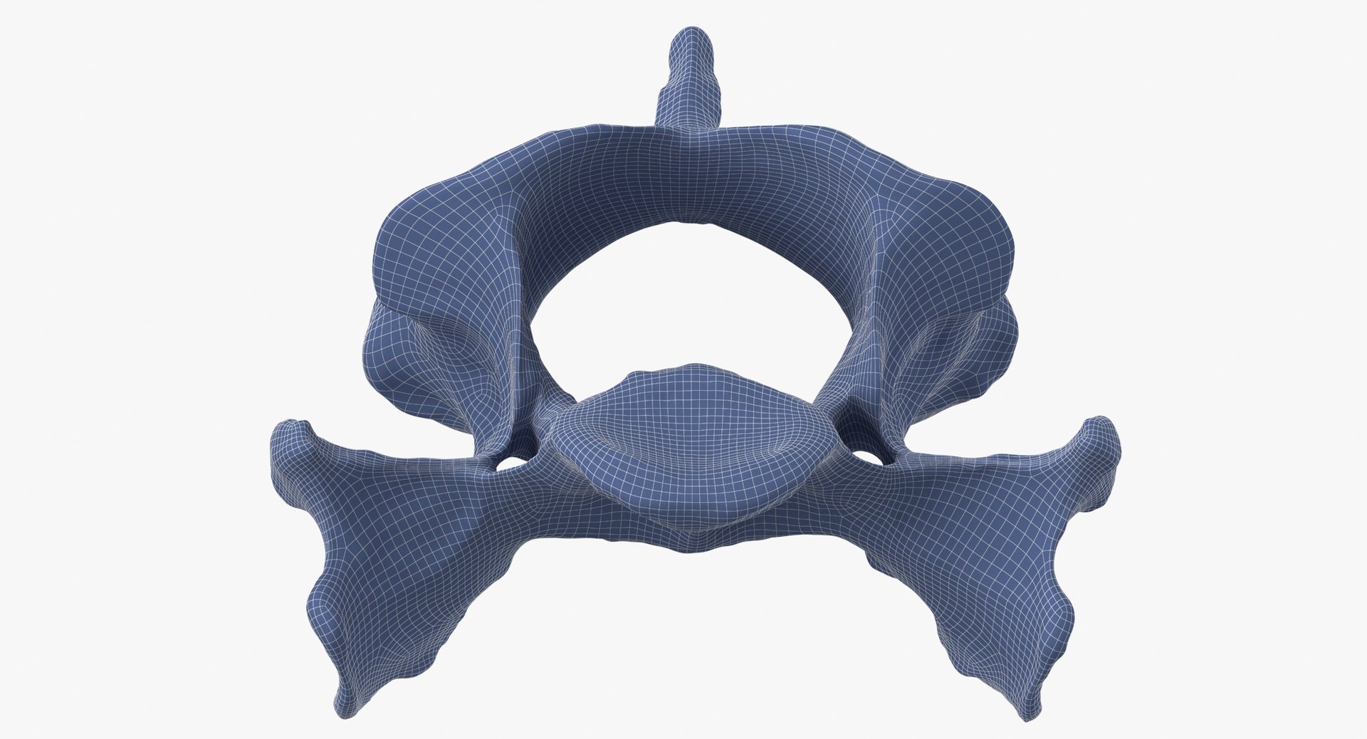 Domestic Cat Cervical Vertebrae C5 3D https://p.turbosquid.com/ts-thumb/gq/T4xXhj/oR/domestic_cat_cervical_vertebrae_c5_wireframe_0007/jpg/1660291599/1920x1080/fit_q87/aea38e6182a8b73859fdada39c1eb452ec4dc517/domestic_cat_cervical_vertebrae_c5_wireframe_0007.jpg