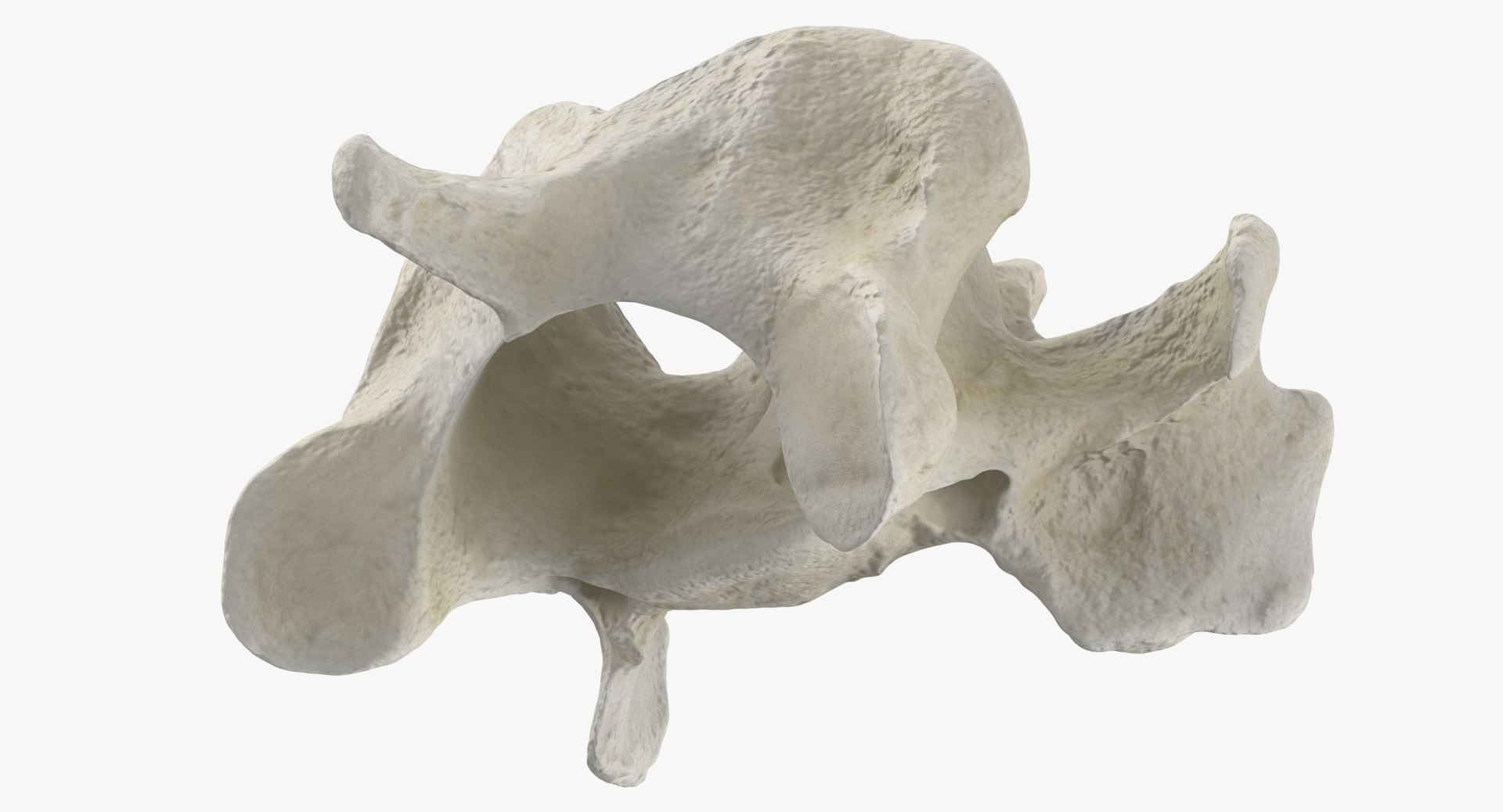 Domestic Cat Cervical Vertebrae C5 3D https://p.turbosquid.com/ts-thumb/gq/T4xXhj/r0/domestic_cat_cervical_vertebrae_c5_thumbnail_0008/jpg/1660291574/1920x1080/fit_q87/876d368593c9c7a27bf4363b5b20456c420e79e4/domestic_cat_cervical_vertebrae_c5_thumbnail_0008.jpg