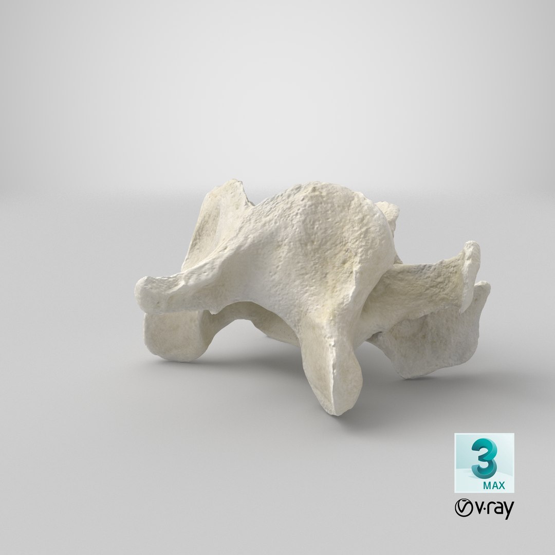 Domestic Cat Cervical Vertebrae C5 3D https://p.turbosquid.com/ts-thumb/gq/T4xXhj/xY/stemcell_max_vray_render/png/1660369797/1920x1080/fit_q87/7b5e5cd6f5228946d005a87152836d885c5290ba/stemcell_max_vray_render.jpg