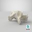 Domestic Cat Cervical Vertebrae C5
