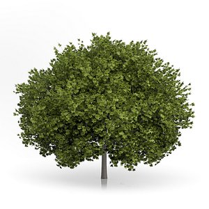 Norway Maple Tree (Acer platanoides) 6.7m