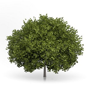 Norway Maple Tree (Acer platanoides) 6.7m