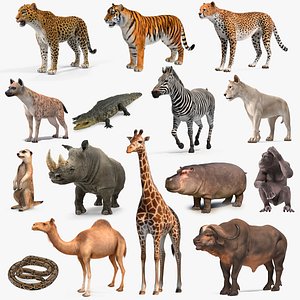 African Animals Collection 12 model