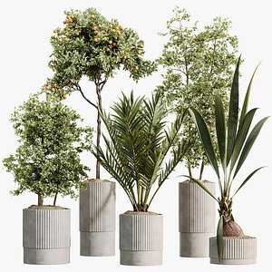 AV Indoor Plants Set 465 Coconut Palm and Cyara Areca Palm and Chemlali Olive Tree and Orange Tree 3D model