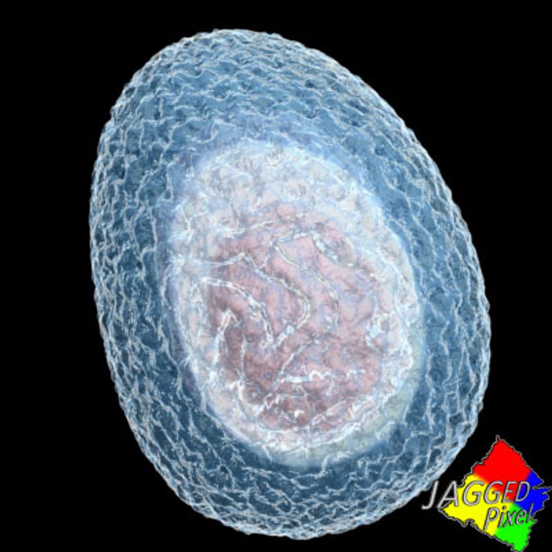 3d Bacteria Coccus