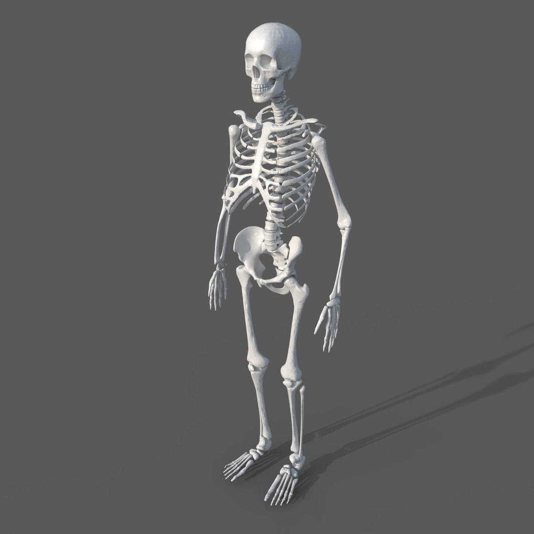 Surgical Skeleton 3D Model - TurboSquid 2072148