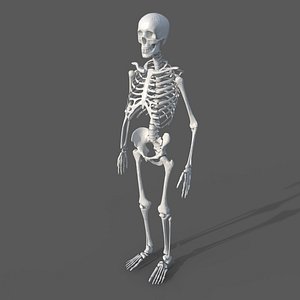 Surgical Skeleton 3D model