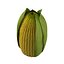 Corn 2 3D Model