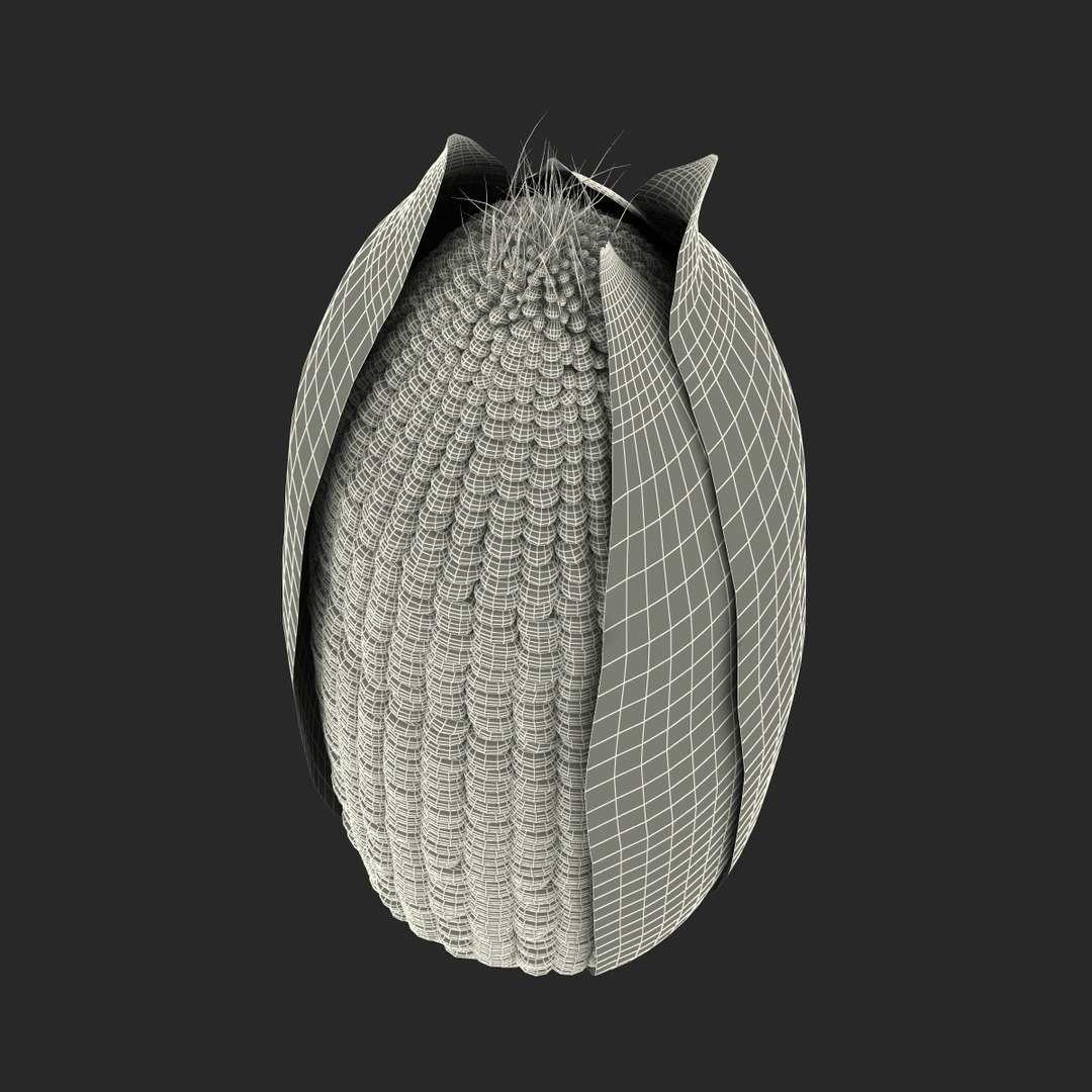 3d corn 2 model https://p.turbosquid.com/ts-thumb/gr/0rhyhE/5vV0MyDN/3dmodelofcorn21/jpg/1453116783/1920x1080/fit_q87/8b7045c78c74484547cd6bb26f441632b0964d71/3dmodelofcorn21.jpg