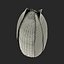 Corn 2 3D Model