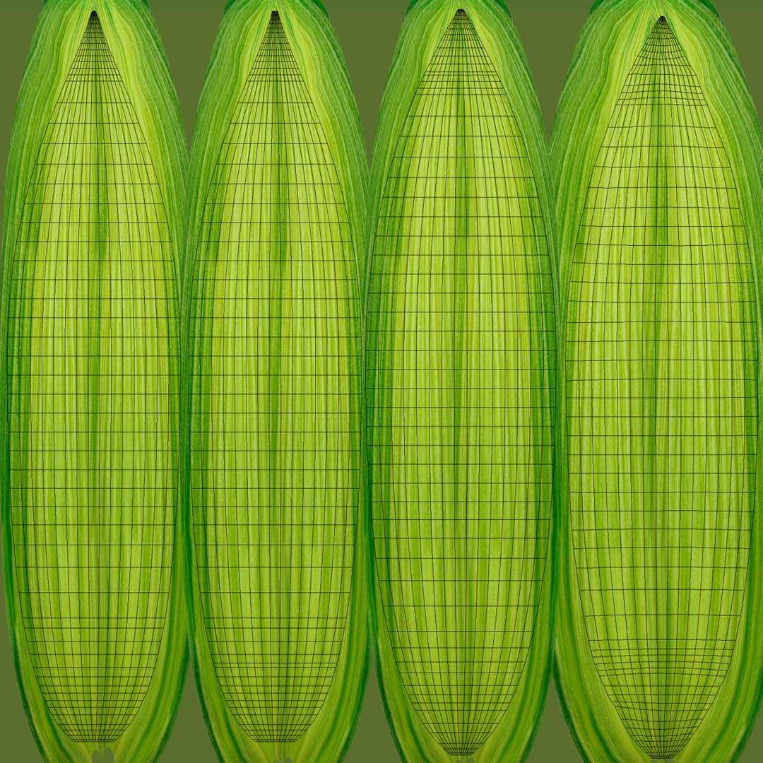 3d corn 2 model https://p.turbosquid.com/ts-thumb/gr/0rhyhE/DyIn8T8B/3dmodelofcorn16/jpg/1453116783/1920x1080/fit_q87/78b12a694e74c87d46f895c768dcd78ce3554d82/3dmodelofcorn16.jpg