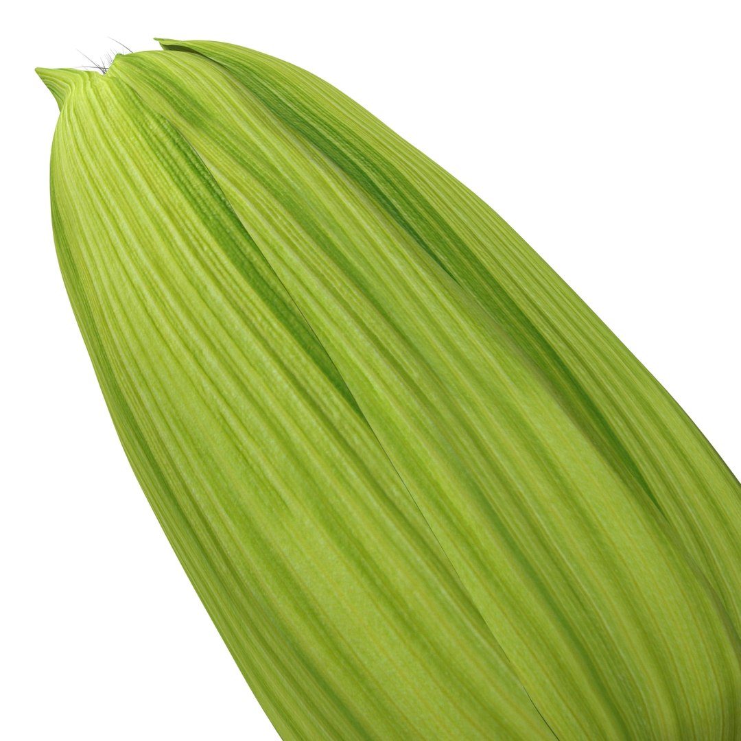 3d corn 2 model https://p.turbosquid.com/ts-thumb/gr/0rhyhE/n8s3go2h/3dmodelofcorn11/jpg/1453116782/1920x1080/fit_q87/202f6caee701b62cfb6ed37c86352f2ba55ad36e/3dmodelofcorn11.jpg