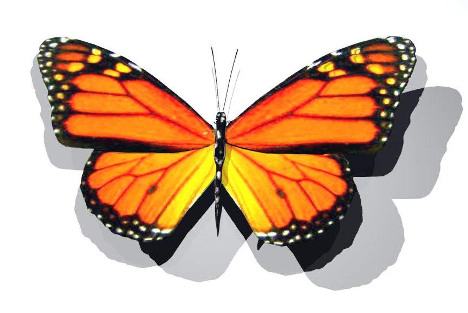 3d butterfly monarch fly model https://p.turbosquid.com/ts-thumb/gr/4v9hTp/FFqDnyOv/monarchfullcolor/jpg/1316380515/1920x1080/fit_q87/3684775eb1dc0feeee095fa1feaa395547fe7ec2/monarchfullcolor.jpg
