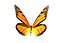 MonarchButterflyDC