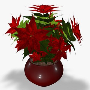 Poinsettia
