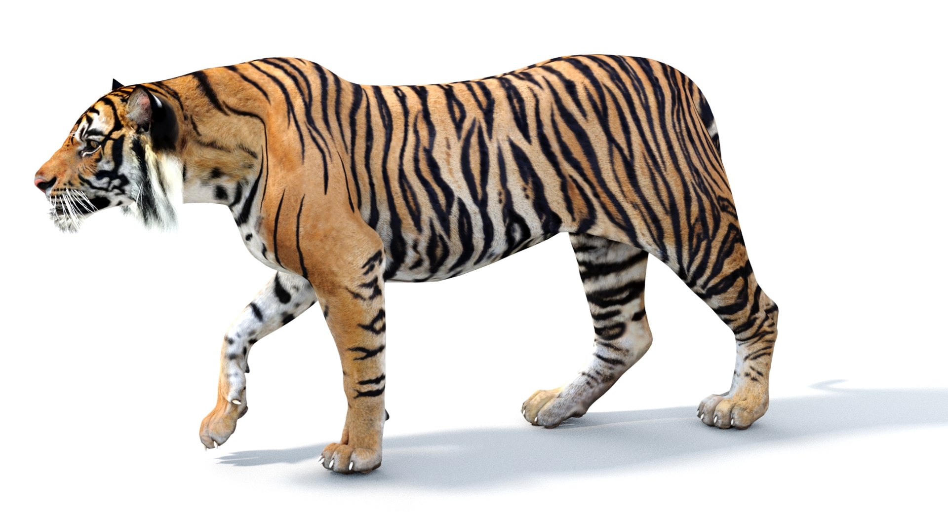 7,672 Sumatran Tiger Images, Stock Photos, 3D objects, & Vectors