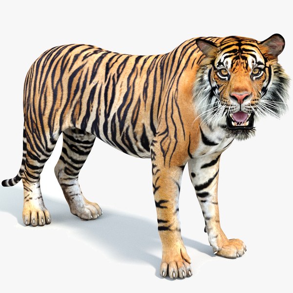 sumatran tiger rigged cat 3D model