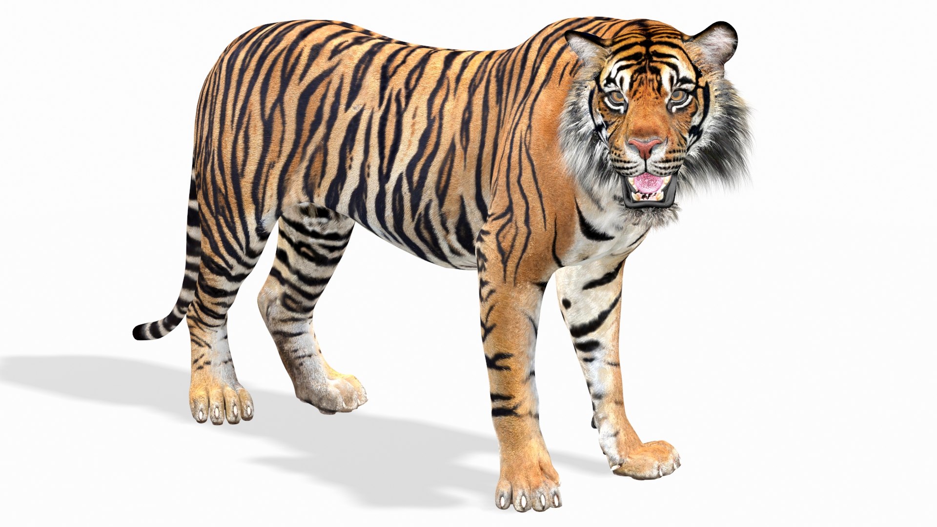 7,672 Sumatran Tiger Images, Stock Photos, 3D objects, & Vectors