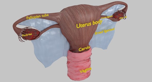 Uterus Vagina Ovary 3d Model Turbosquid 1320025