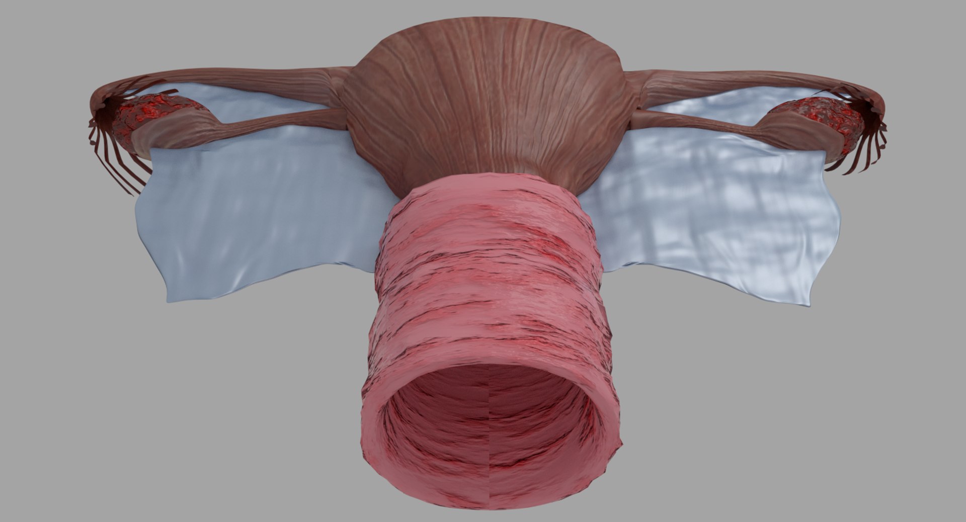 uterus vagina ovary 3D model https://p.turbosquid.com/ts-thumb/gr/UT0udF/JxlzdMwi/p6/png/1534997143/1920x1080/fit_q87/91acfb6e37309dcdf6a99d44f89e36fc11a00de7/p6.jpg