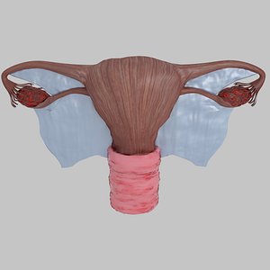 uterus vagina ovary 3D model