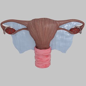 uterus