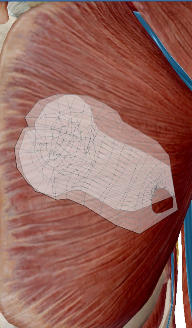uterus vagina ovary 3D model https://p.turbosquid.com/ts-thumb/gr/UT0udF/pGBRx862/ligamentuv/png/1534997327/1920x1080/fit_q87/795e059e25039ef6d916bf2c987afbd6d73962a0/ligamentuv.jpg