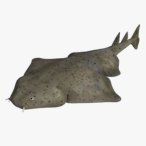 Angel Shark