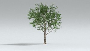 3D laos Apple Tree model