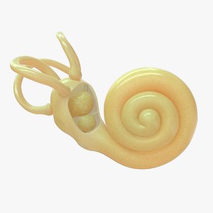 inner ear utricle and saccule