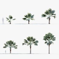 Bismarckia nobilis   Bismarck Palm