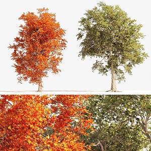 3D Summer and Autumn Japanese Maple Trees