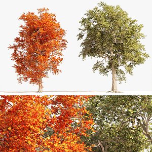 Summer and Autumn Japanese Maple Trees