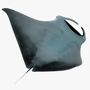 3ds max manta scene