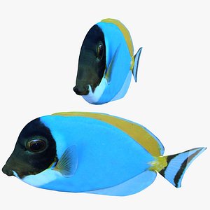 Picasso surgeonfish(1)