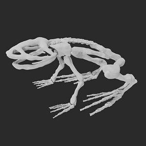 Frog skeleton 3D model
