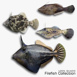 Filefish Collection 3D model