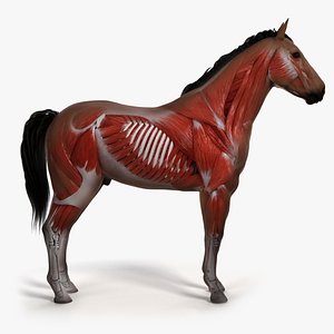 skin horse skeleton muscles model