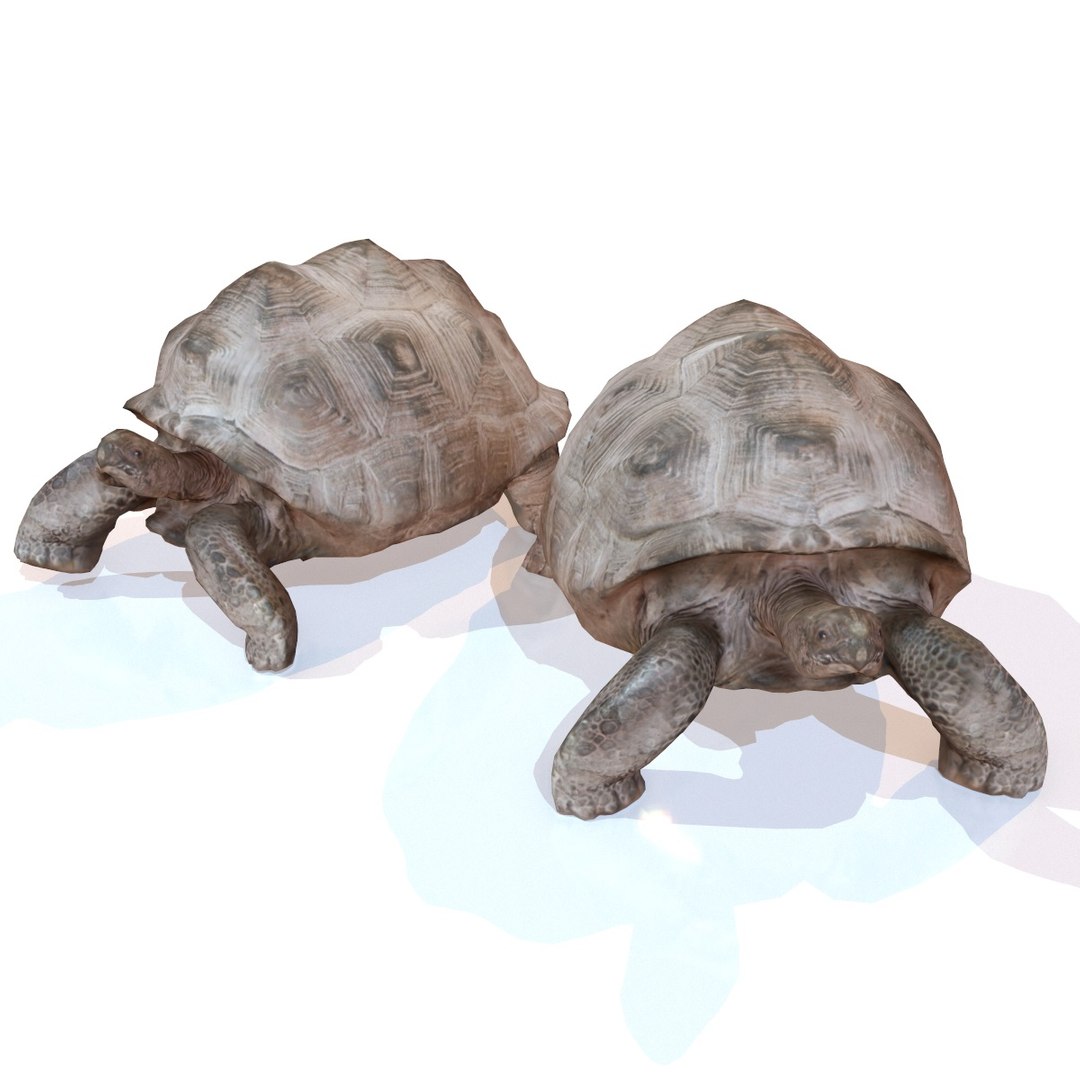 Rigged Tortoise 3d Model