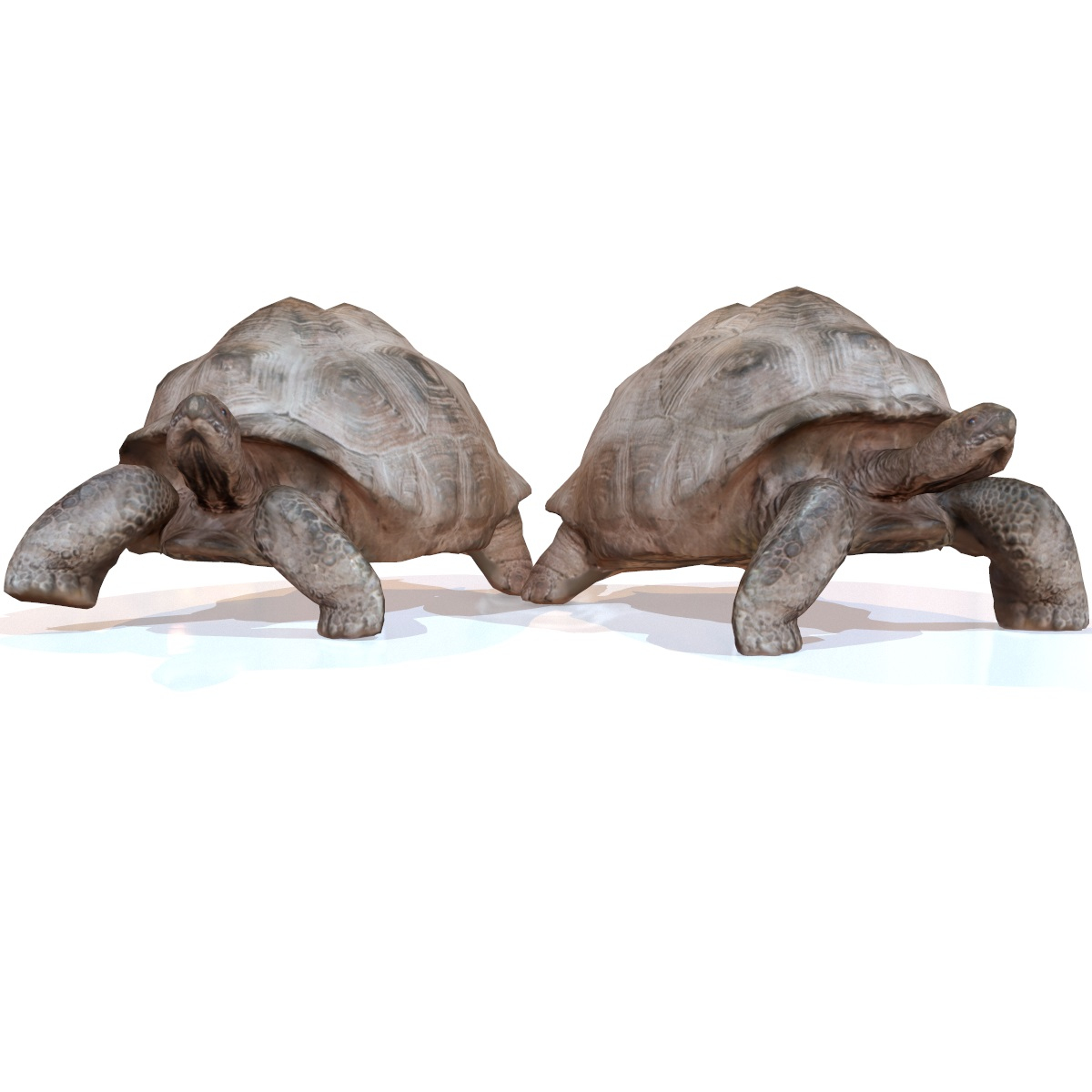 rigged tortoise 3d model