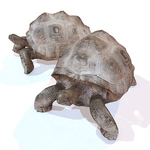 rigged tortoise 3d model