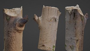Tree log 3D