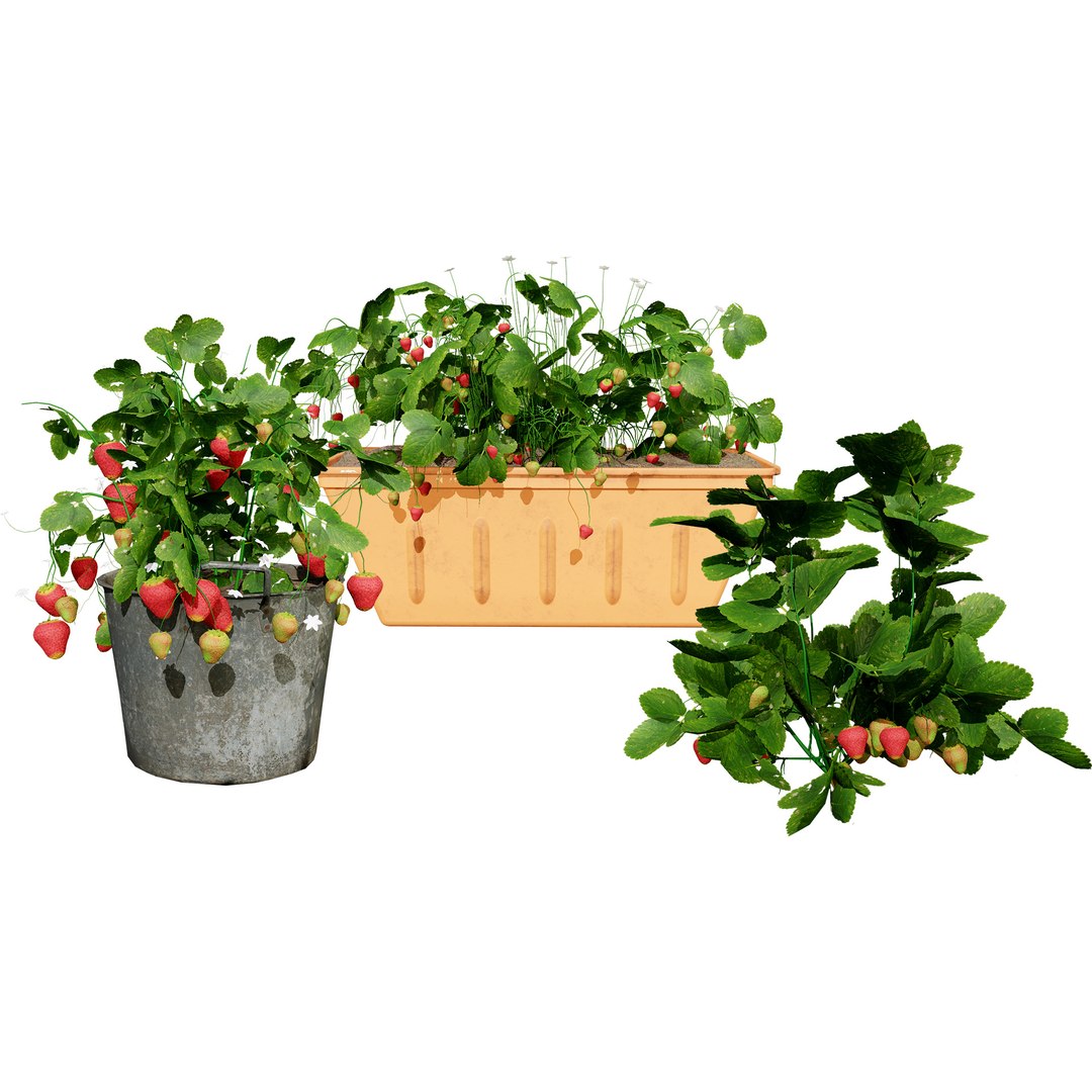 Strawberry Plants Pack - 3D Assets 3D model https://p.turbosquid.com/ts-thumb/gt/7i2ZnR/0L/00cover0102/jpg/1735056598/1920x1080/fit_q87/44ae27229032c90e1f4dce1a01e3d54d0cb789c7/00cover0102.jpg