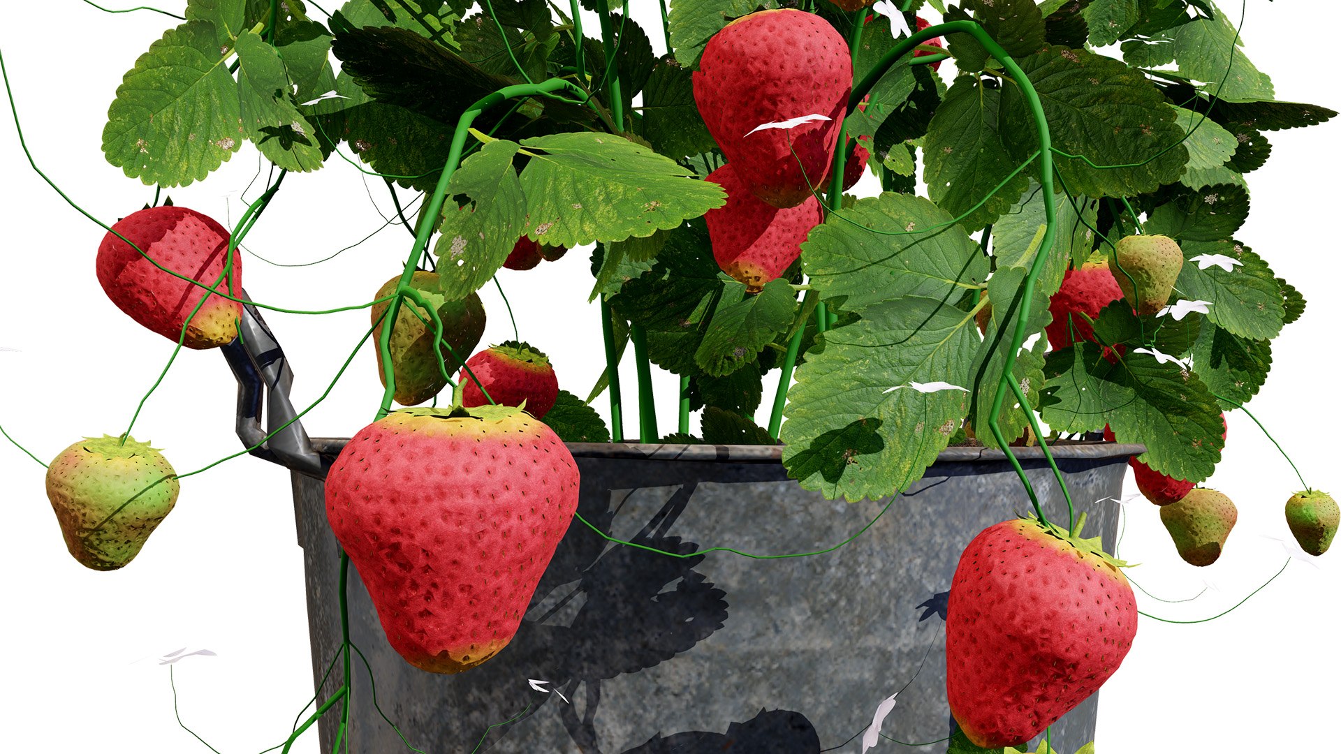 Strawberry Plants Pack - 3D Assets 3D model https://p.turbosquid.com/ts-thumb/gt/7i2ZnR/7B/3z1l/jpg/1735056612/1920x1080/fit_q87/70dc763e52322813c1d6438211c627abc8a7e473/3z1l.jpg