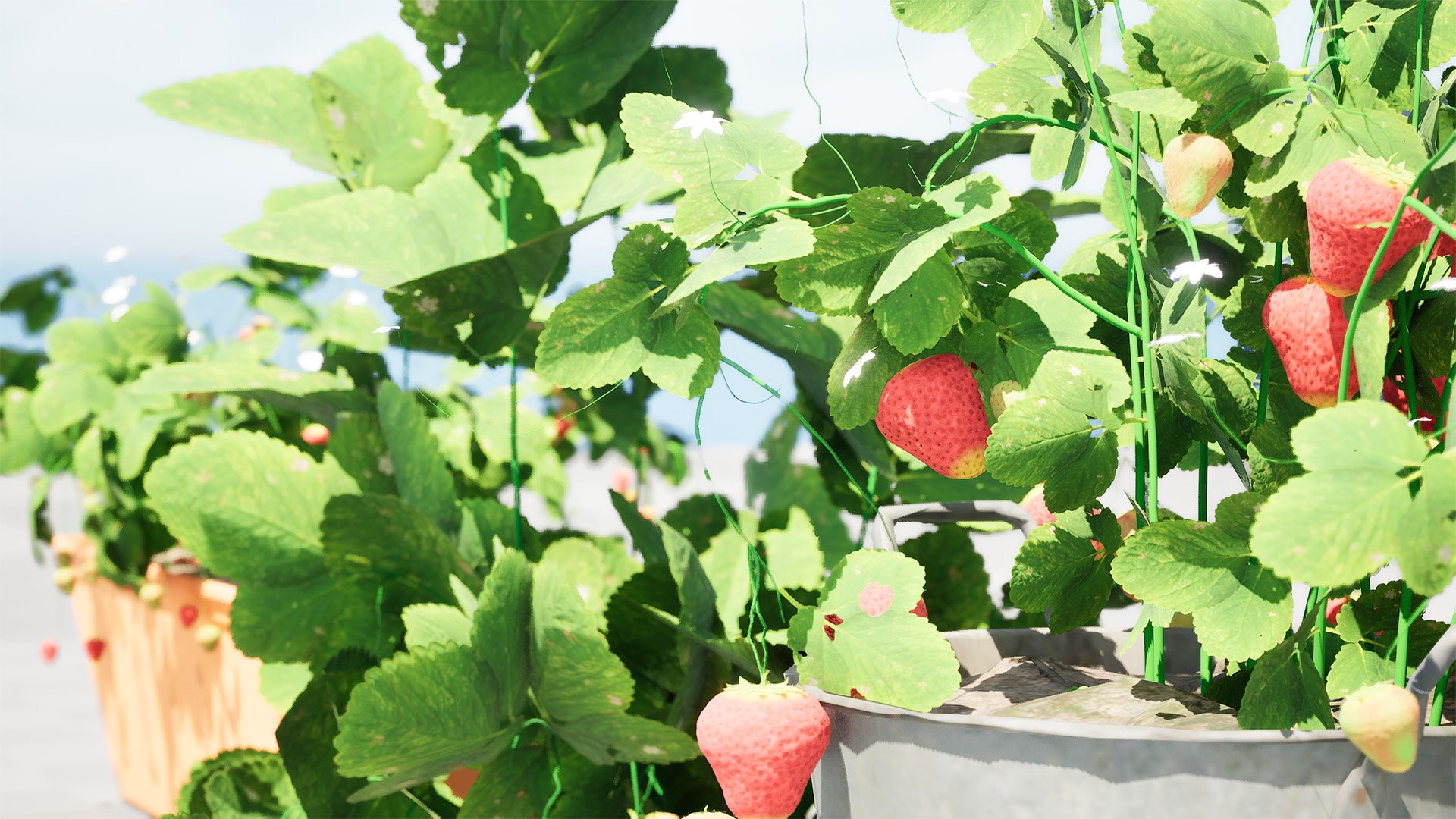 Strawberry Plants Pack - 3D Assets 3D model https://p.turbosquid.com/ts-thumb/gt/7i2ZnR/AC/highresscreenshot00002/jpg/1735056614/1920x1080/fit_q87/efa8afb0c2624bd83d9a41a1005f9afb5ba0b5a5/highresscreenshot00002.jpg