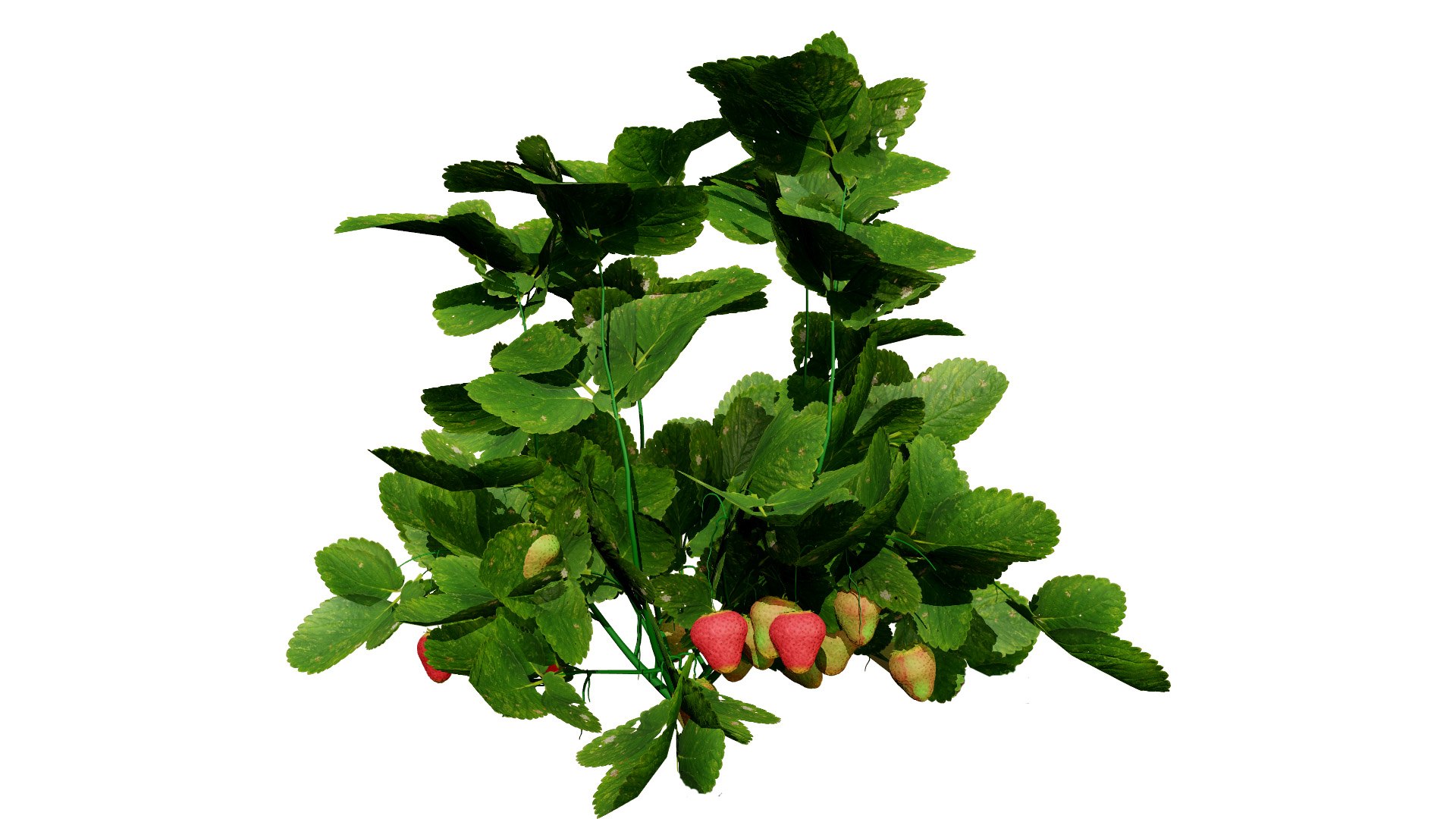 Strawberry Plants Pack - 3D Assets 3D model https://p.turbosquid.com/ts-thumb/gt/7i2ZnR/BS/4l/jpg/1735056608/1920x1080/fit_q87/2c692231f808cd91ec65bbc6280a815de919fbeb/4l.jpg