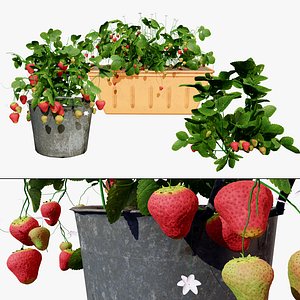 Strawberry Plants Pack - 3D Assets 3D model