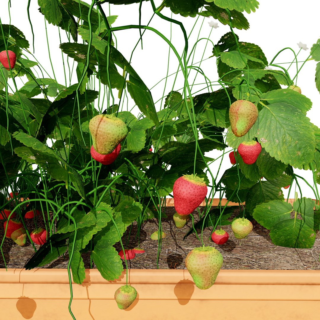 Strawberry Plants Pack - 3D Assets 3D model https://p.turbosquid.com/ts-thumb/gt/7i2ZnR/QW/z11/jpg/1735056628/1920x1080/fit_q87/7e795f287e0a335b14679c1ef88a9c75d2a1ef38/z11.jpg
